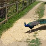 Parc Animalier Reynou