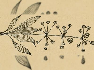 Atelier &quot;Herbier dessiné de nos plantes compagnes&quot;