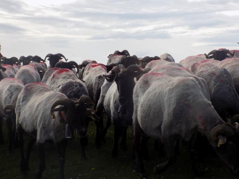 Visite de la ferme Etxepareborda