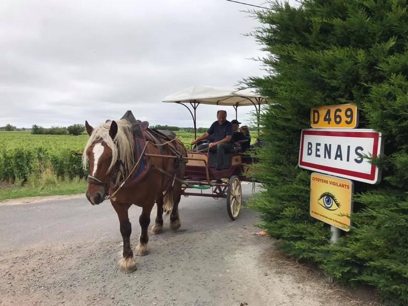 Découverte commentée du vignoble en calèche
