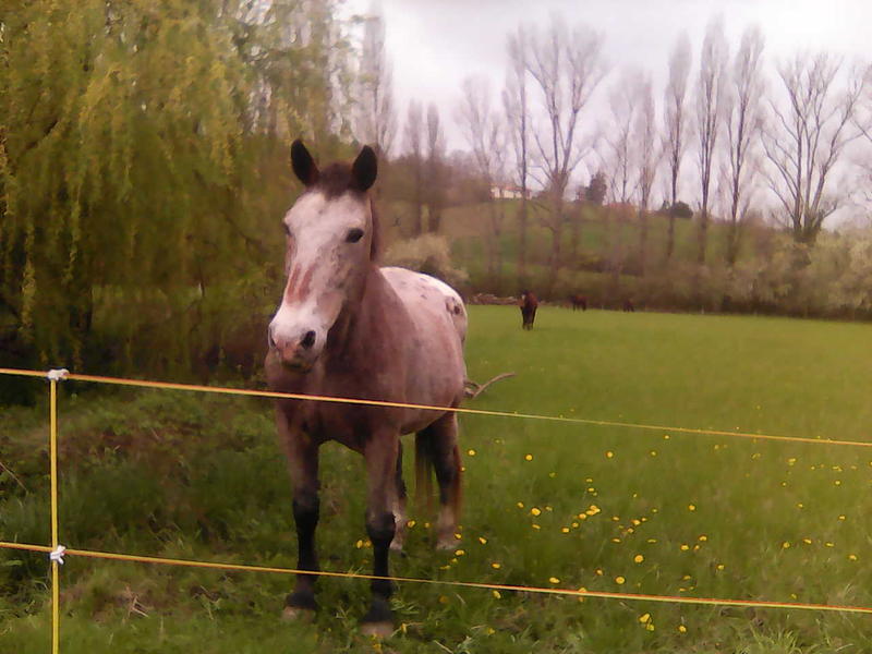 Tournon autour du Cheval