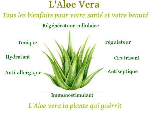 l'Aloe Vera mon bien être au quotidien