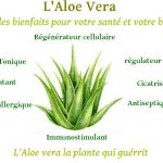 l'Aloe Vera mon bien être au quotidien