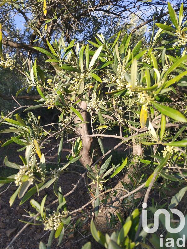 Terrain agricole - 35 260 m²