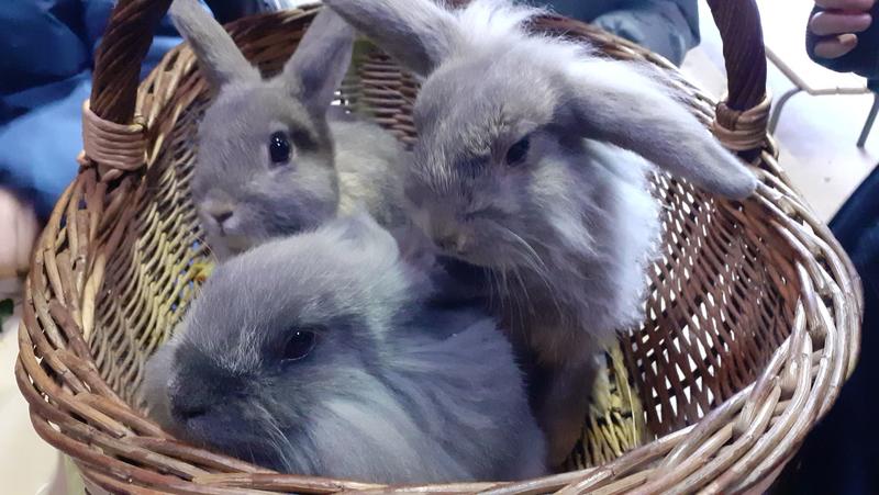 Sophro-duo à la Ferme avec les Sabots de Laine