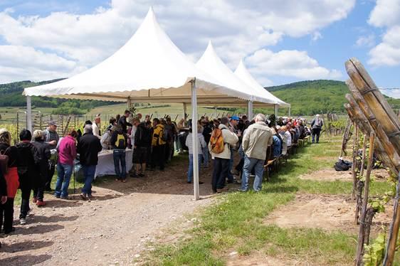 Marche gourmande "Vins et Saveurs" autour de Hunawihr