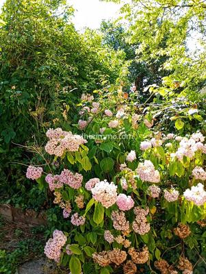 Maison - 243 m² - 8 pièces