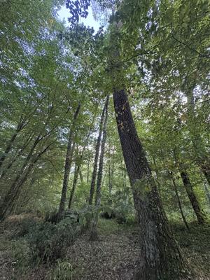 Terrain - 50 154 m²