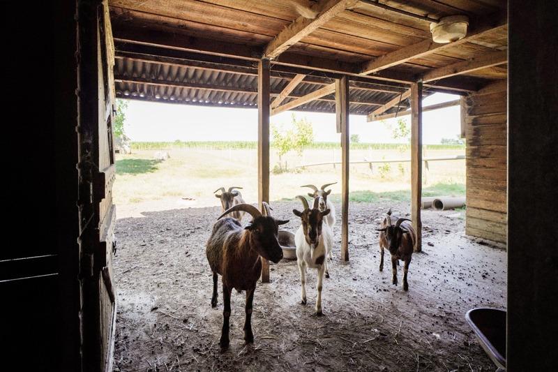 Haras - 352 m² - 8 pièces