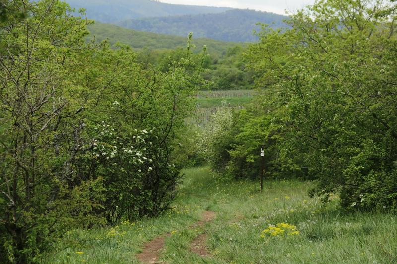 Entre forêt et vallon humide