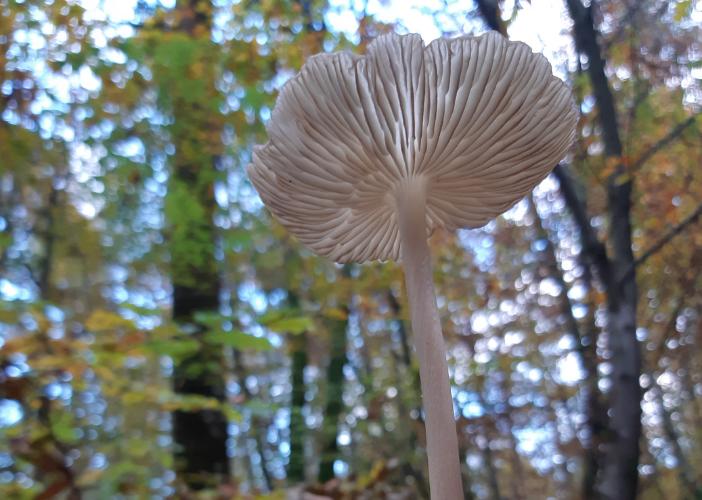 Balade guidée : le monde merveilleux des champignons