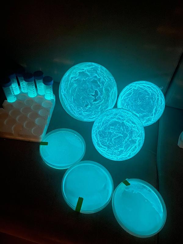 "La Bioluminescence, une idée lumineuse!"