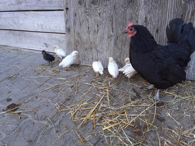 Chasse aux oeufs de Pâques