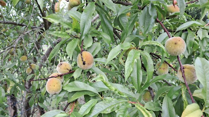 Maison - 114 m² - 5 pièces