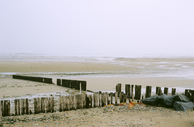 Mais qui se cachent dans ce marais de Ver-sur-Mer/ Meuvaines ?