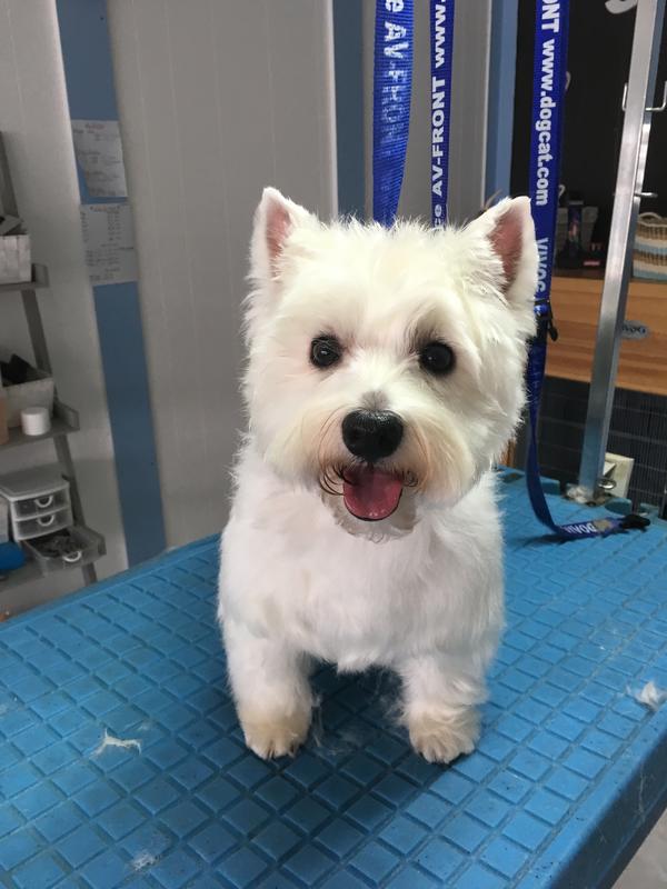 Au petit salon canin