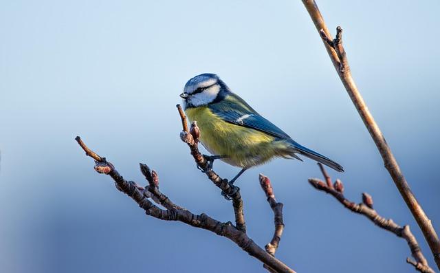 Du réseau à la cime, rencontre avec les oiseaux de notre territoire