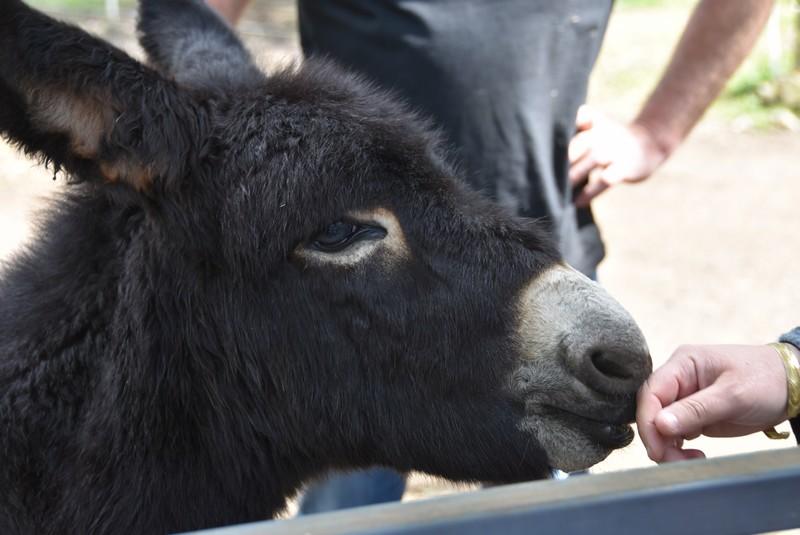 Fête de l'Âne et du soleil