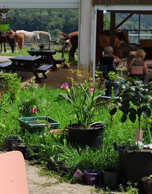 Othain's camping &amp; snack