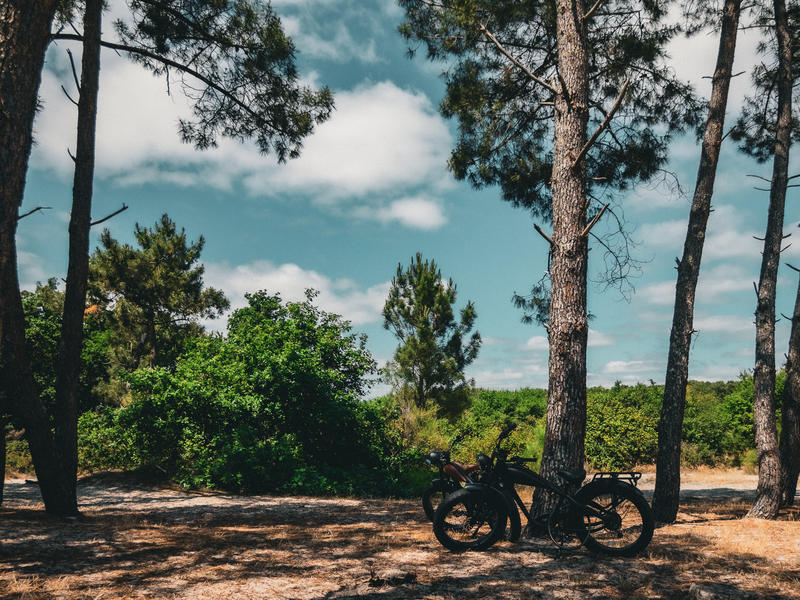 Crépuscule forestier