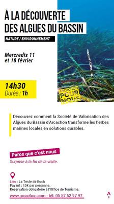 Arcachon pour nous : a la découverte des algues du Bassin