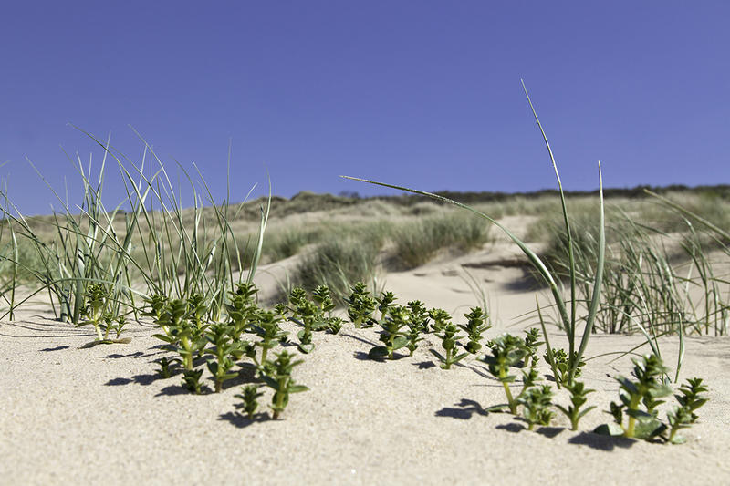 Dunes de Fort-Mahon - Flore dunaire