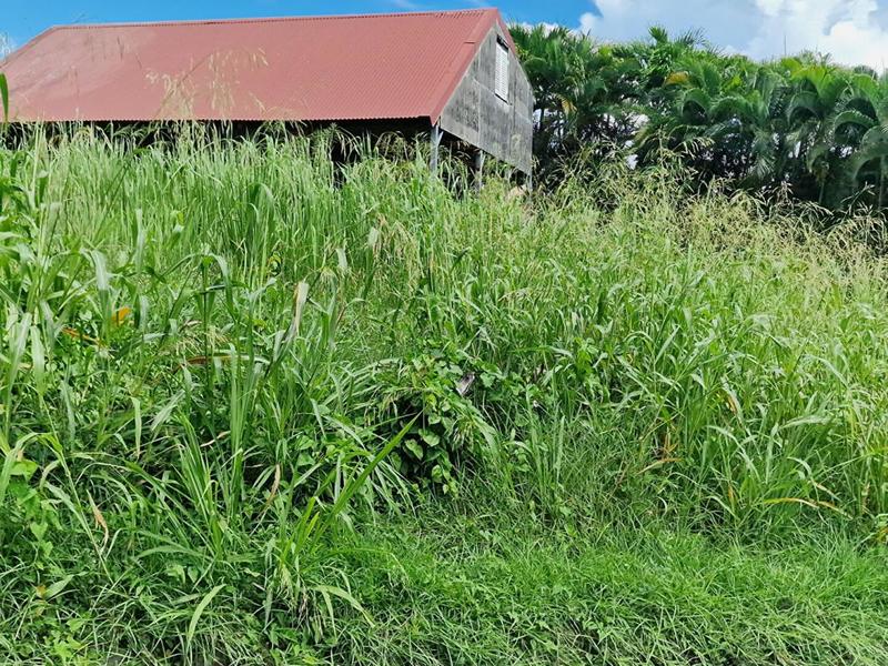 Terrain constructible - 1 215 m²