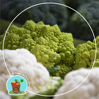 Potager des Pierres Dorées