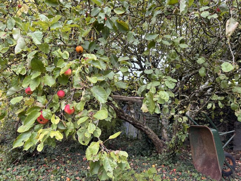 Maison ancienne - 65 m² - 3 pièces