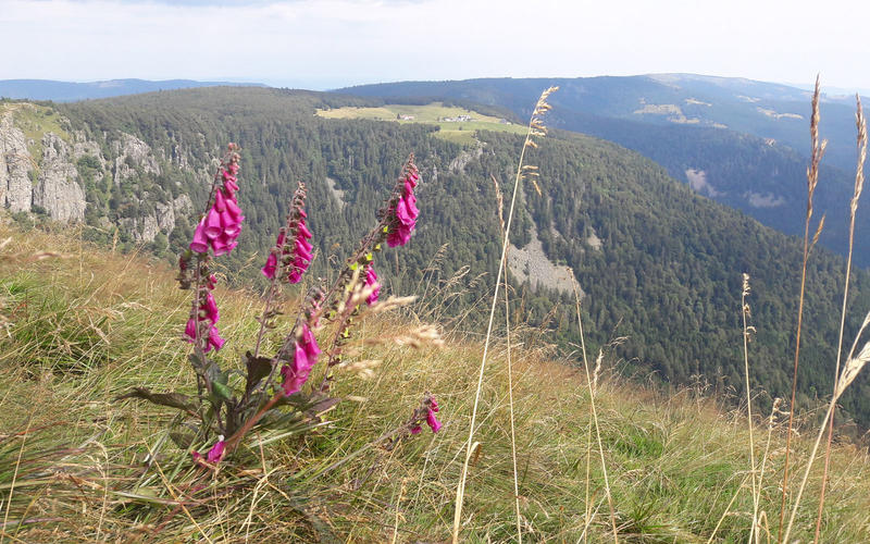 Club Vosgien : le sentier des Roches