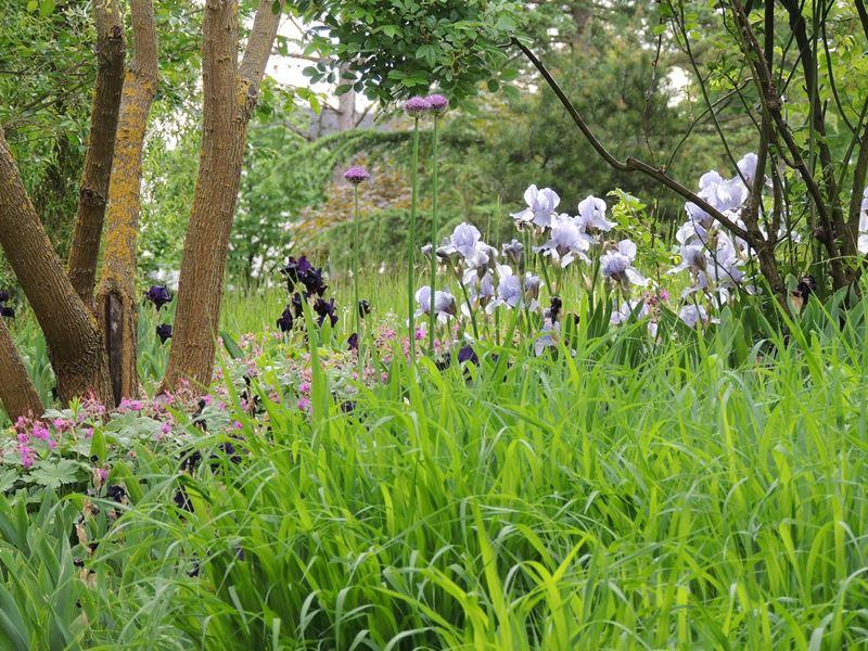 Découvrez les Iris au Domaine de Poulaines