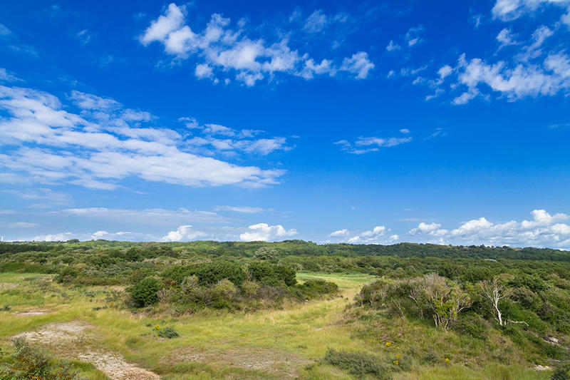 Réserve Naturelle Nationale de la Baie de Canche – Arbres et arbustes