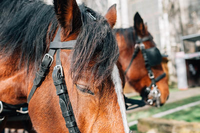La Calèche de Noël accompagnée du Père Noël