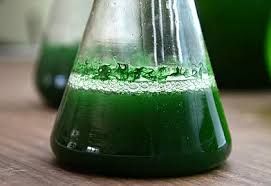 Adeline Welsch Natura4ever