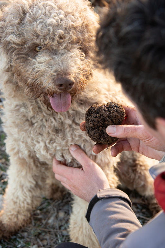 Marché aux truffes de Saint-Céré