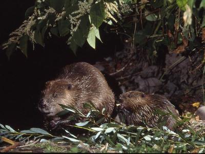 Observation du Castor : se faire tout petit pour voir plus grand