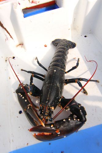 Marie Morgane Vente Directe du Pecheur