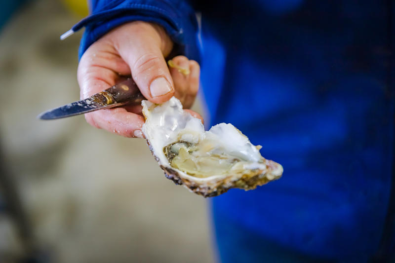 Visite parcs à huitres "L'autre goût de la Normandie"