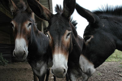 Championnat national de la race d'Âne Grand Noir du Berry