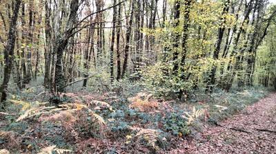 Terrain - 18 490 m²