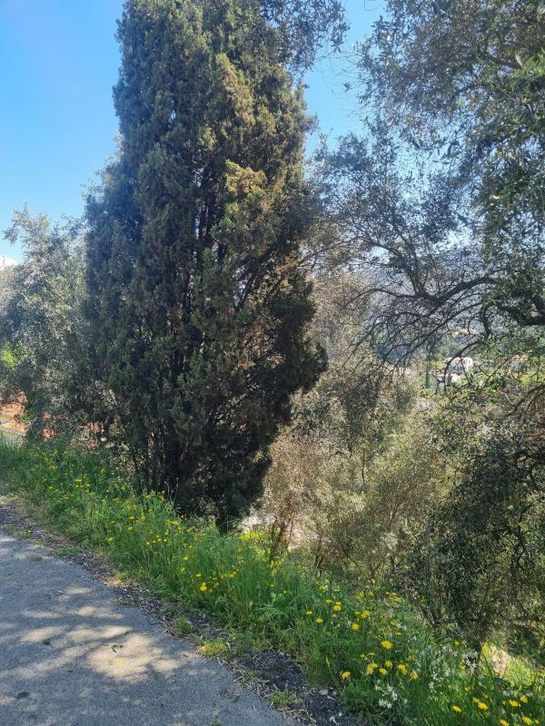 Terrain constructible - 1 161 m²