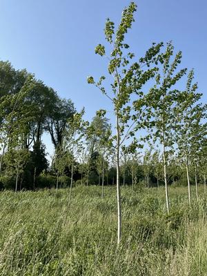 Terrain inconstructible - 2 600 m²