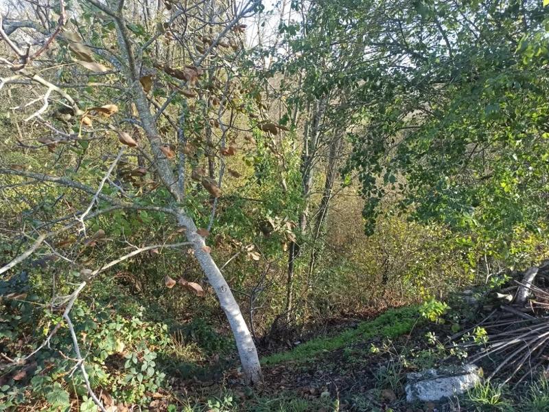 Terrain inconstructible - 2 483 m²