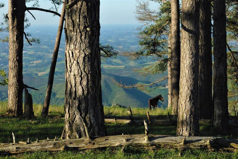 Randonnée Ramondia : Baigura