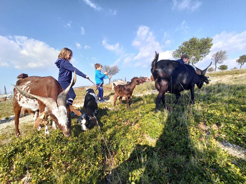 Dans la peau d'un berger : Immersion à la ferme