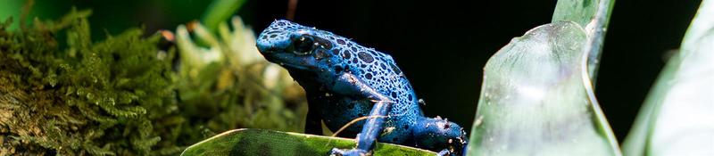 Visite guidée : les couleurs dans le monde du vivant