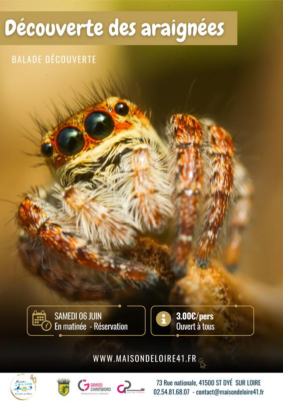 Découverte des araignées avec la Maison de la Loire