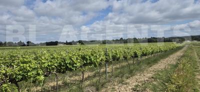 Terrain - 190 000 m²