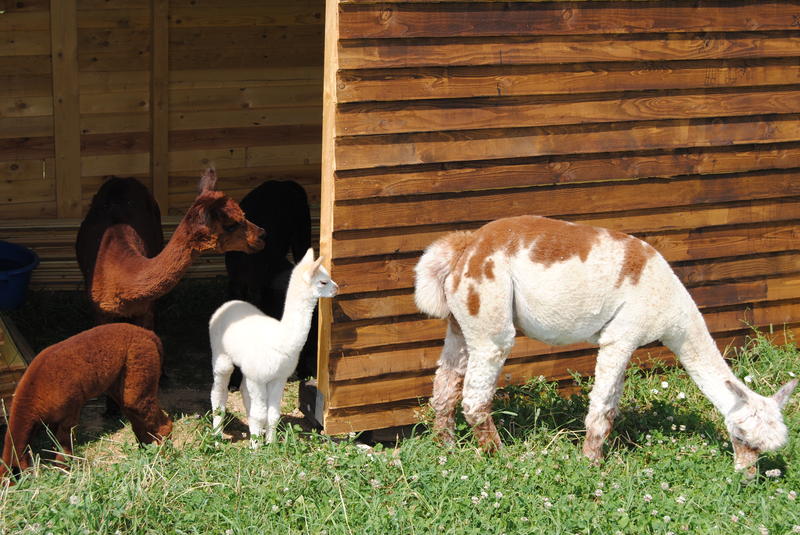 Les alpagas des croisettes