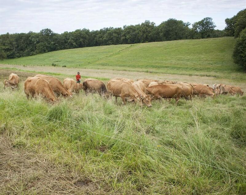 Plantes et Cie : le pâturage régénératif à Saint-Cirgues